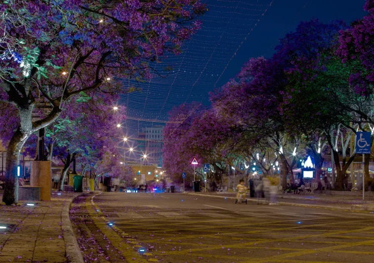 لوحة تشكيلية طبيعية..شاهد| أبها ترتدي البنفسجي بعد ازدهار أشجار الجاكرندا