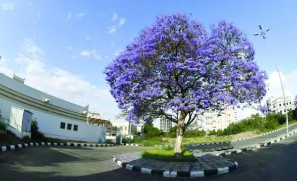 لوحة تشكيلية طبيعية..شاهد| أبها ترتدي البنفسجي بعد ازدهار أشجار الجاكرندا