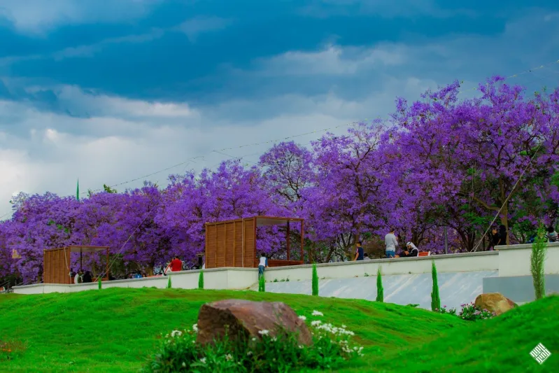 لوحة تشكيلية طبيعية..شاهد| أبها ترتدي البنفسجي بعد ازدهار أشجار الجاكرندا