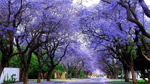 لوحة تشكيلية طبيعية..شاهد| أبها ترتدي البنفسجي بعد ازدهار أشجار الجاكرندا