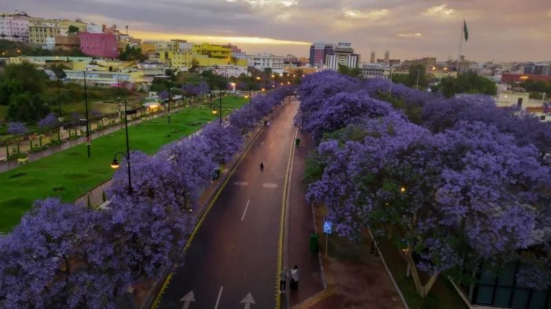 لوحة تشكيلية طبيعية..شاهد| أبها ترتدي البنفسجي بعد ازدهار أشجار الجاكرندا