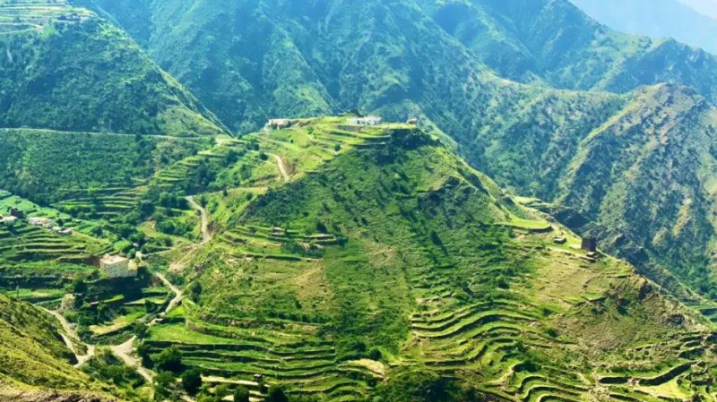 رجال ألمع.. أيقونة تراثية نابضة في قلب الجبال السعودية