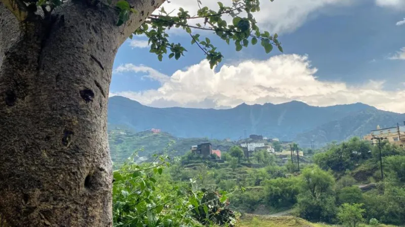 رجال ألمع.. أيقونة تراثية نابضة في قلب الجبال السعودية