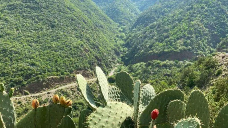 رجال ألمع.. أيقونة تراثية نابضة في قلب الجبال السعودية