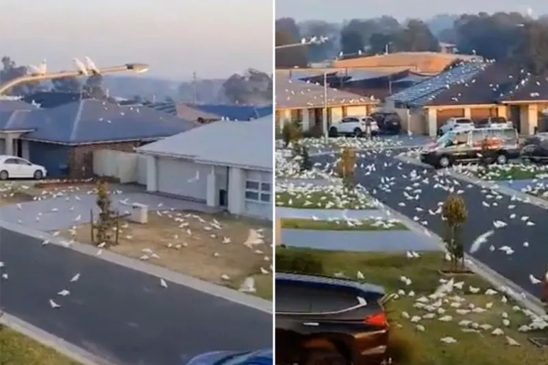 على طريقة أفلام الرعب: آلاف الطيور تغزو مدينة أسترالية! (فيديو)
