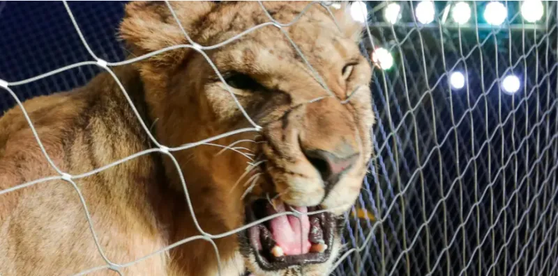 لحظة انقضاض أسد على مدربه في عرض مباشر