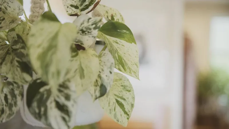 بيع أغلى نبتة في العالم بمزاد علني والسعر خيالي (صور)