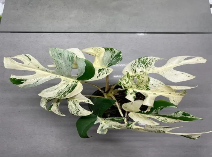 بيع أغلى نبتة في العالم بمزاد علني والسعر خيالي (صور)