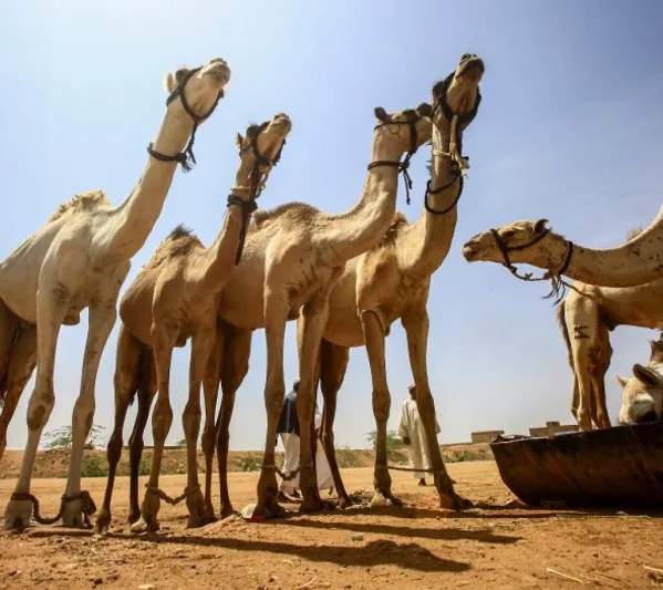 تأسيس جمعية لملاك الإبل في أمريكا