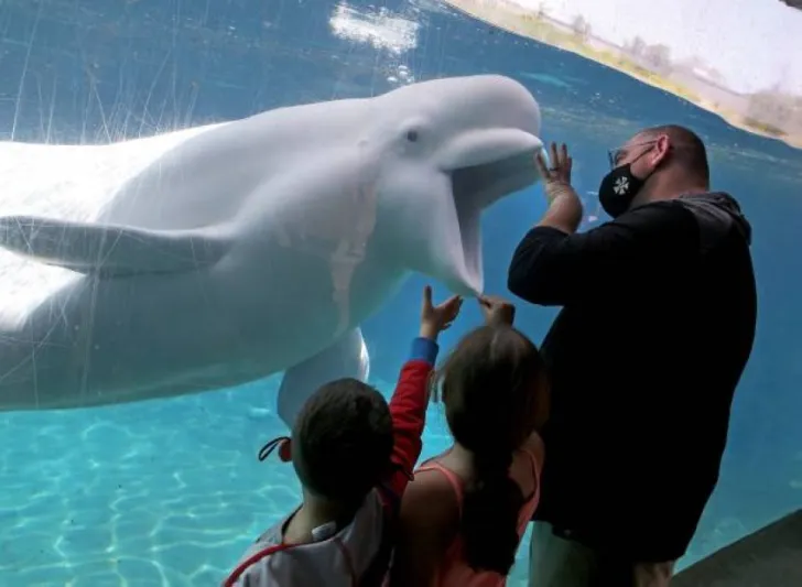 فرصة للفوز بحق تسمية حوت نادر مقابل 4 ملايين دولار!