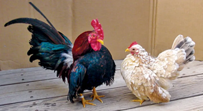 ما السر وراء بيع سعودي لدجاجة بـ10 آلاف ريال؟ (فيديو)