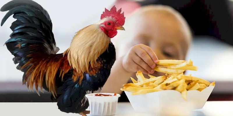 ما السر وراء بيع سعودي لدجاجة بـ10 آلاف ريال؟ (فيديو)