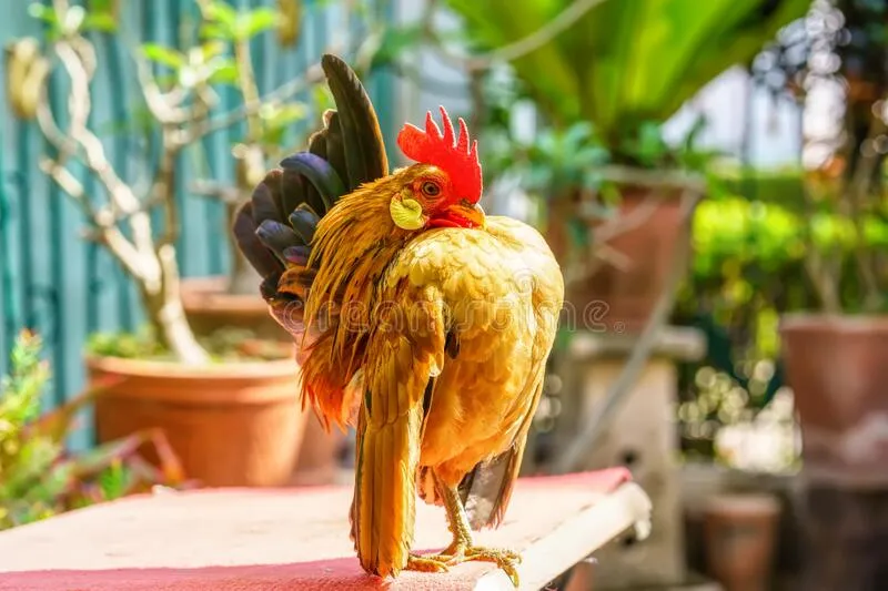 ما السر وراء بيع سعودي لدجاجة بـ10 آلاف ريال؟ (فيديو)