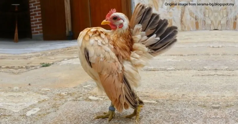 ما السر وراء بيع سعودي لدجاجة بـ10 آلاف ريال؟ (فيديو)