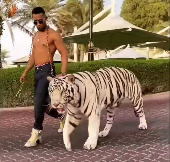 ماذا يفعل محمد رمضان برفقة نمر أبيض نادر؟ (فيديو)