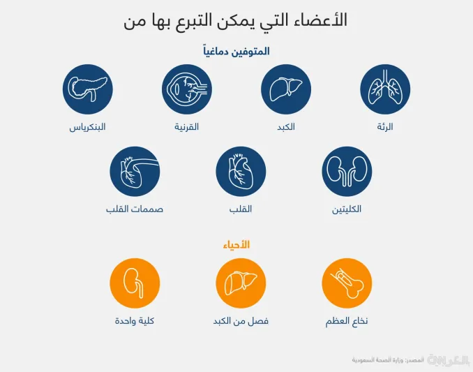 ما هي أعضاء الجسم التي يمكن التبرع بها؟