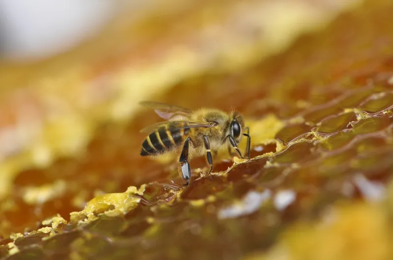 "جيرلان" تكرس اهتمامها بحماية النحل من خلال شراكات عالمية جديدة