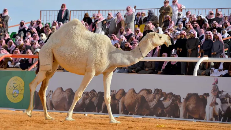 تخصيص يوم عالمي للإبل 