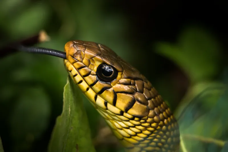 هرّب ثعابين نادرة بـ75 مليون دولار ونسي أين خبأ أرباحه!