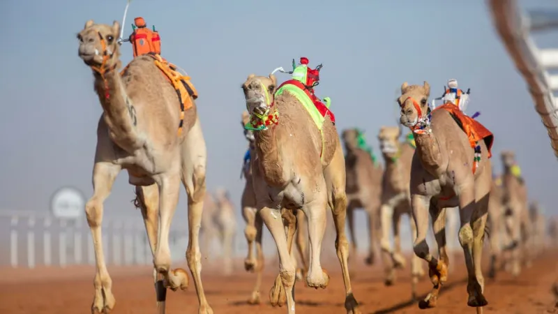 ما السر وراء عرض إبل للإيجار مقابل 5 ملايين ريال في عام؟