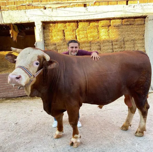 بقرة الشيف «بوراك» تهاجم المصور أثناء التصوير (فيديو)