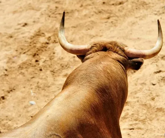 أكثر هدايا الزفاف الملكي غرابة. ميجان وهاري حصلا على ثور هندي!