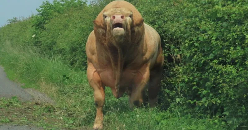 ثور غاضب بعضلات مفتولة يطارد زوجين (صور)