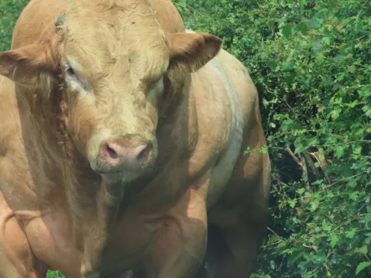 ثور غاضب بعضلات مفتولة يطارد زوجين (صور)