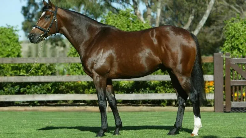 لماذا خضع أغلى حصان في العالم للقتل الرحيم؟ (فيديو)