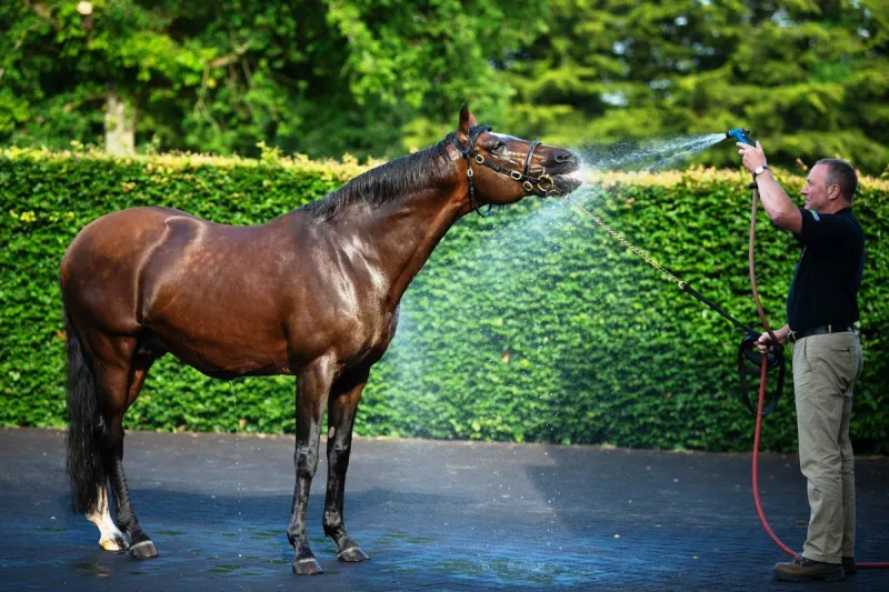 لماذا خضع أغلى حصان في العالم للقتل الرحيم؟ (فيديو)