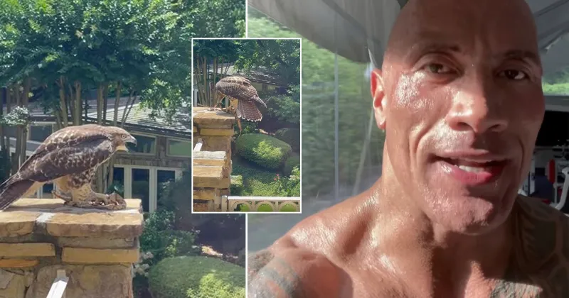 ذا روك يوثق معركة شرسة بين صقر وثعبان على شرفة منزله (فيديو)