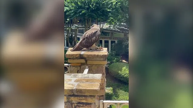 ذا روك يوثق معركة شرسة بين صقر وثعبان على شرفة منزله (فيديو)