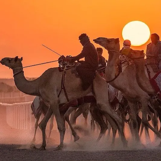 ما السر وراء عرض إبل للإيجار مقابل 5 ملايين ريال في عام؟