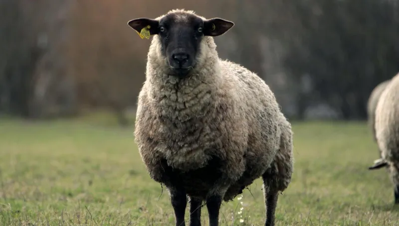 مزاد علني في السعودية على خروف يصل لسعر خيالي ( فيديو)