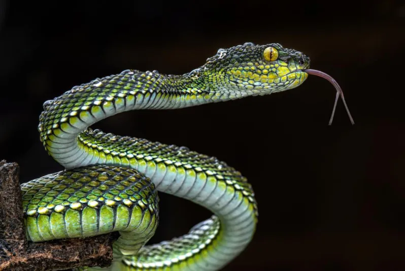 ثعبان طوله تسعة أمتار يهاجم مواطنا نمساوياً في المرحاض 