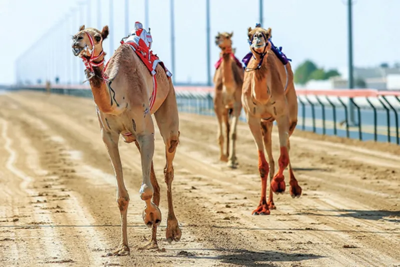 تفاصيل مهرجان ولي العهد للهجن في نسخته الثالثة