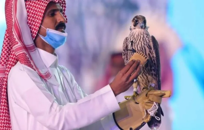 السعودية تشهد بيع أغلى صقر بالشرق الأوسط بقيمة 270 ألف ريال سعودي