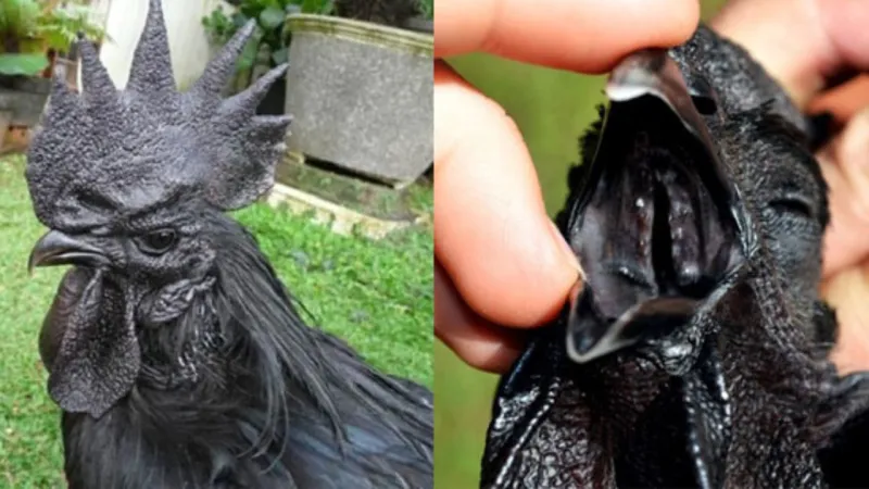 تبدأ من 3 آلاف جنيه.. الدجاج الأسود يصل مصر (صور)