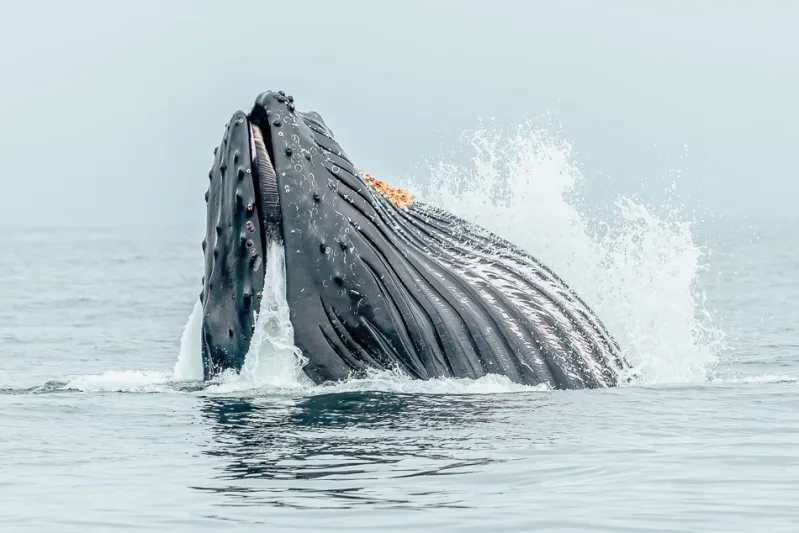 وصفت بالأغبى في تاريخ البلاد.. شاهد عملية تفجير حوت نافق بأمريكا 