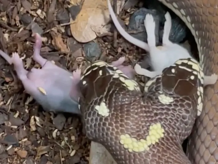 لقطات صادمة لثعبان برأسين يتناول "فأرين" في آن واحد!! (فيديو)