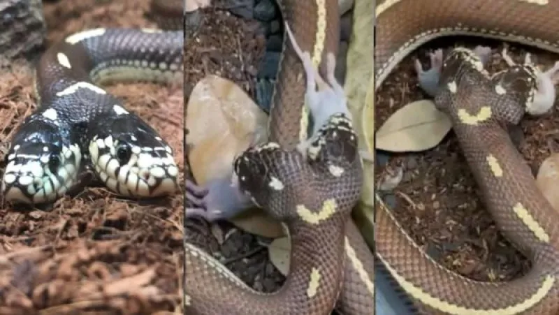 لقطات صادمة لثعبان برأسين يتناول "فأرين" في آن واحد!! (فيديو)