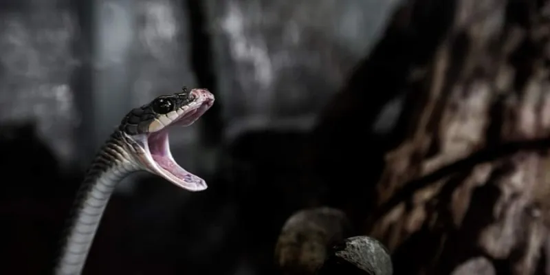 هندي عضه ثعبان سام فانتقم بنفس الطريقة !! (صور)