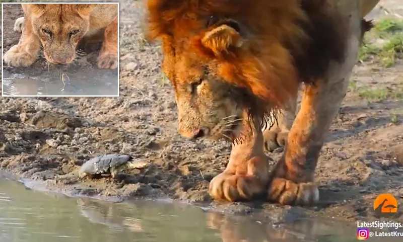 سلحفاة تهزم أسداً وتطرده بقوة من بئر الماء الخاصة بها! (فيديو)