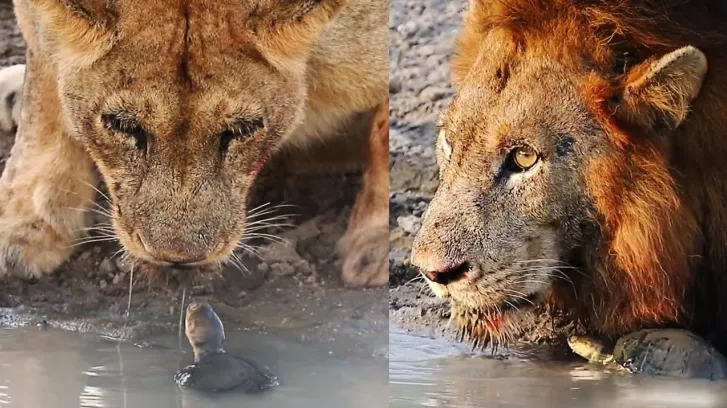 سلحفاة تهزم أسداً وتطرده بقوة من بئر الماء الخاصة بها! (فيديو)