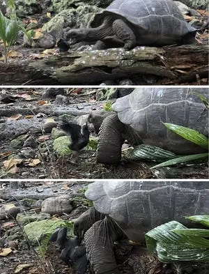 مشاهد صدمت العلماء.. سلحفاة تزن 300 كيلو تهاجم طائراً وتأكله ! (فيديو)