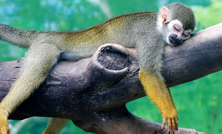 فيديو كوميدي لقرد صغير يقلد تصرفات البشر بطريقة صادمة