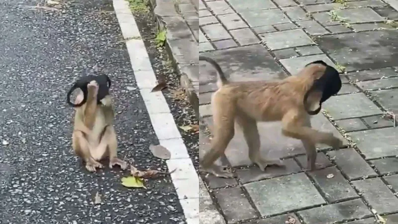 فيديو كوميدي لقرد صغير يقلد تصرفات البشر بطريقة صادمة