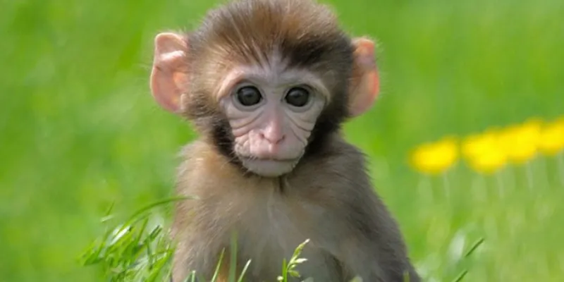 فيديو كوميدي لقرد صغير يقلد تصرفات البشر بطريقة صادمة