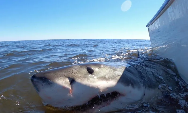 عشرات من القروش البيضاء تنهش جثة حوت أحدب عملاق (فيديو)