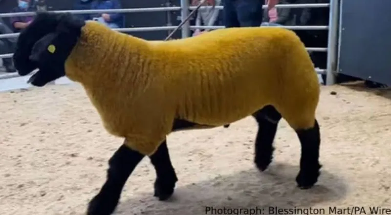 كبش ذهبي يباع بـ 194 ألف ريال في مزاد علني (فيديو)